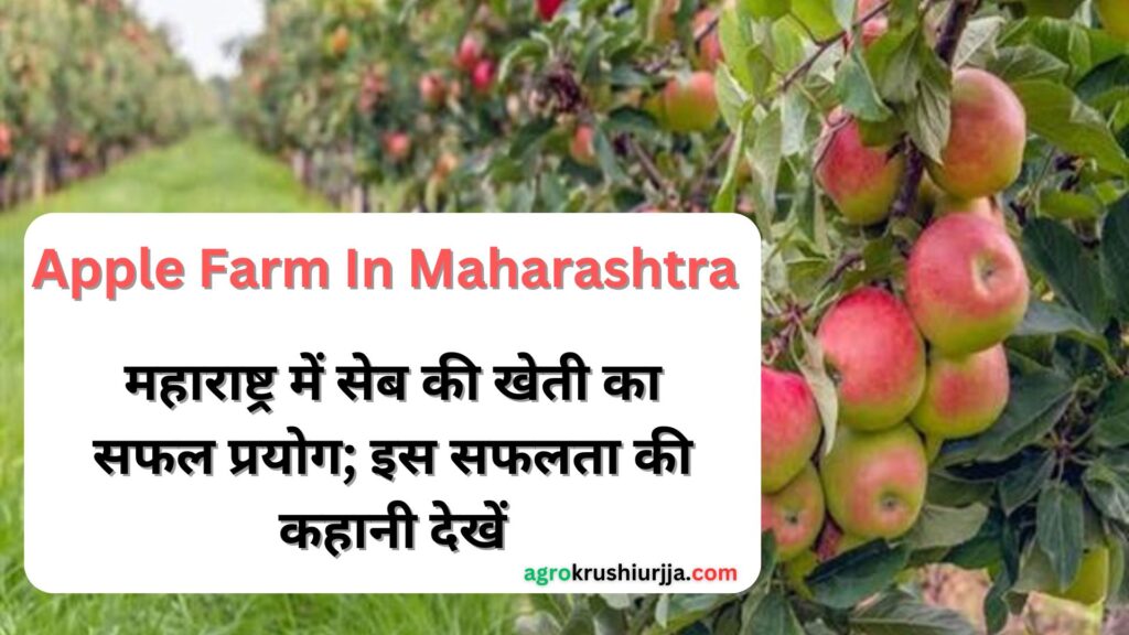 Apple Farm In Maharashtra