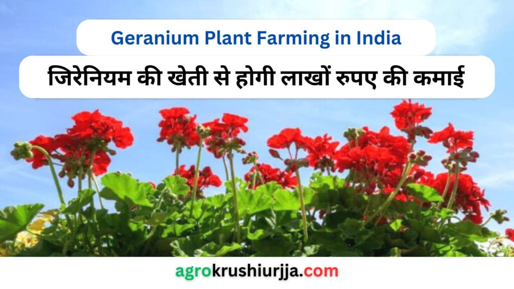 Geranium Plant Farming in India