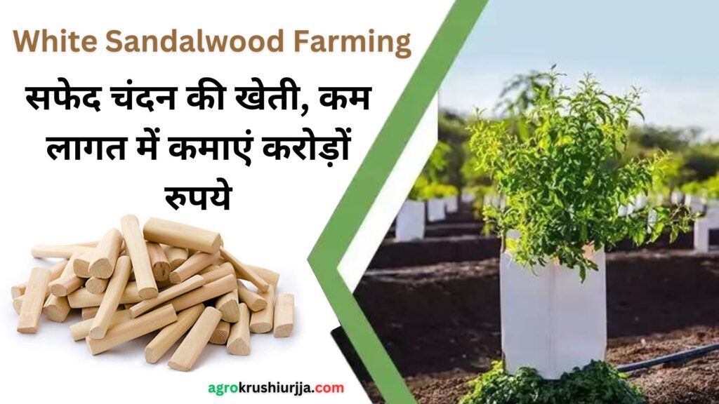 White Sandalwood Farming