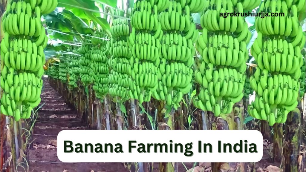 Banana Farming In India