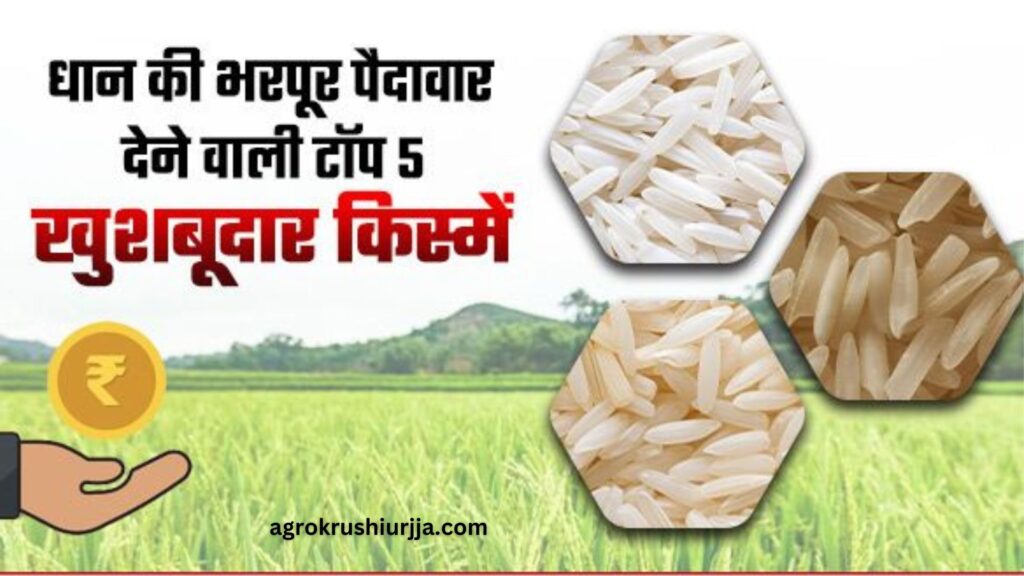 Basmati Rice Farming