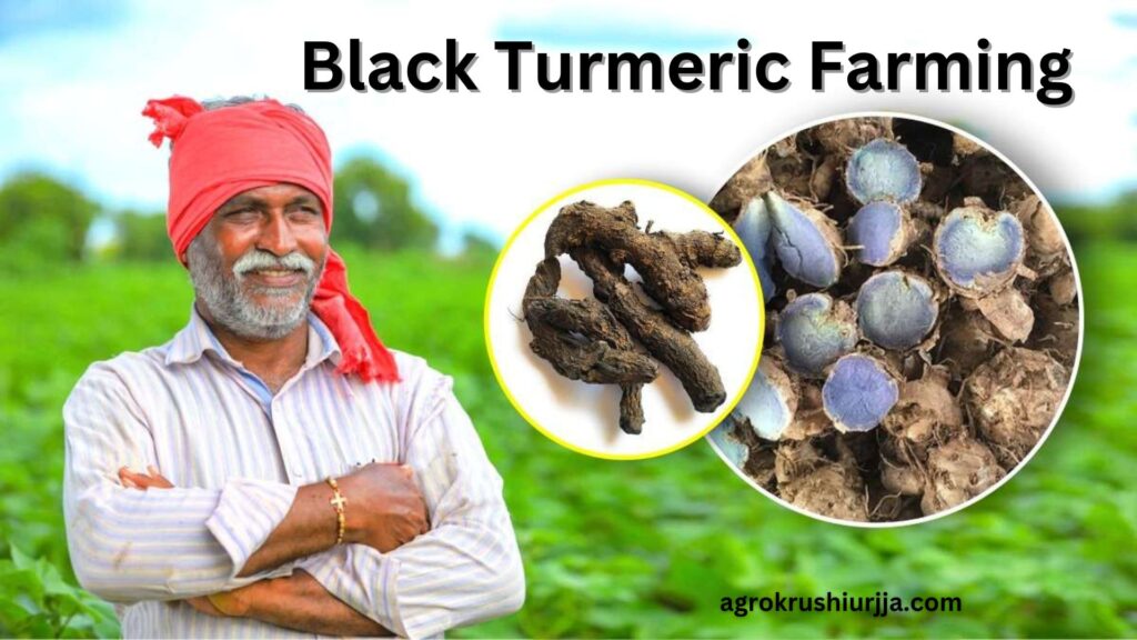 Black Turmeric Farming