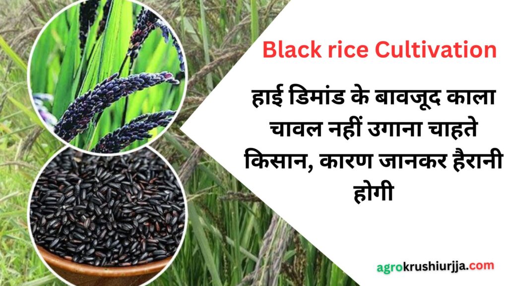 Black rice Cultivation