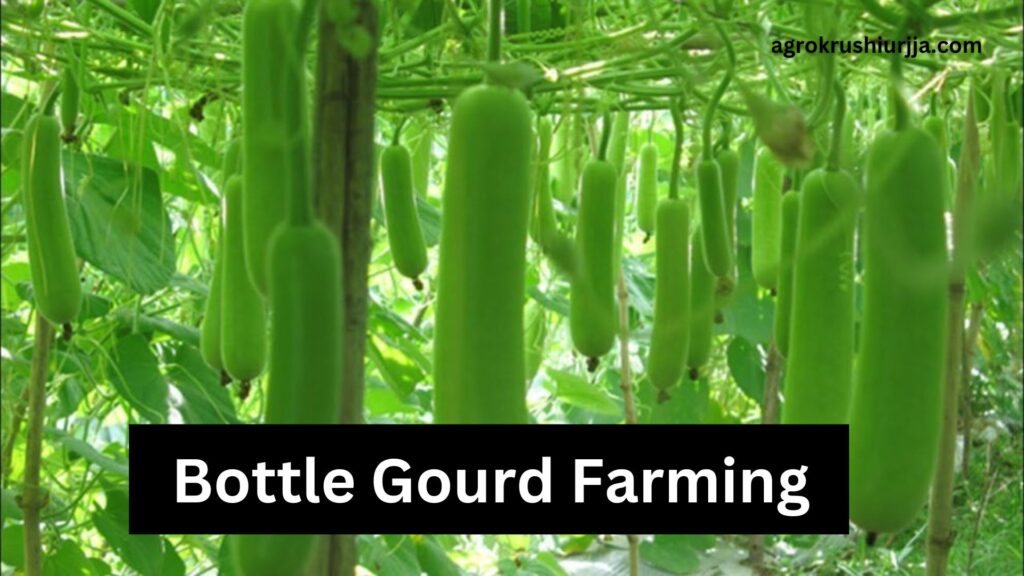 Bottle Gourd Farming