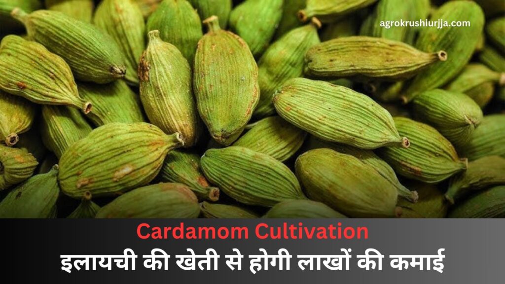 Cardamom Cultivation