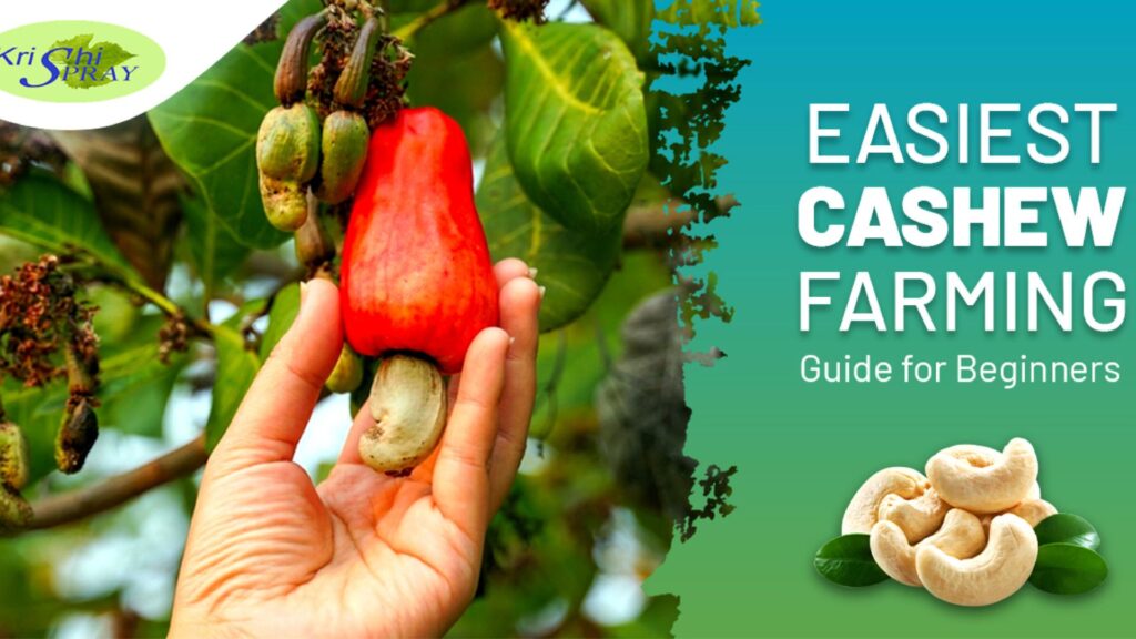 Cashew Cultivation