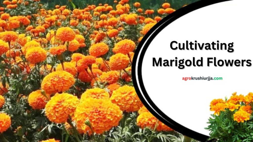 Cultivating Marigold Flowers