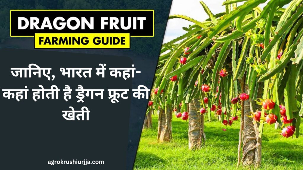 Dragon Fruit Farming