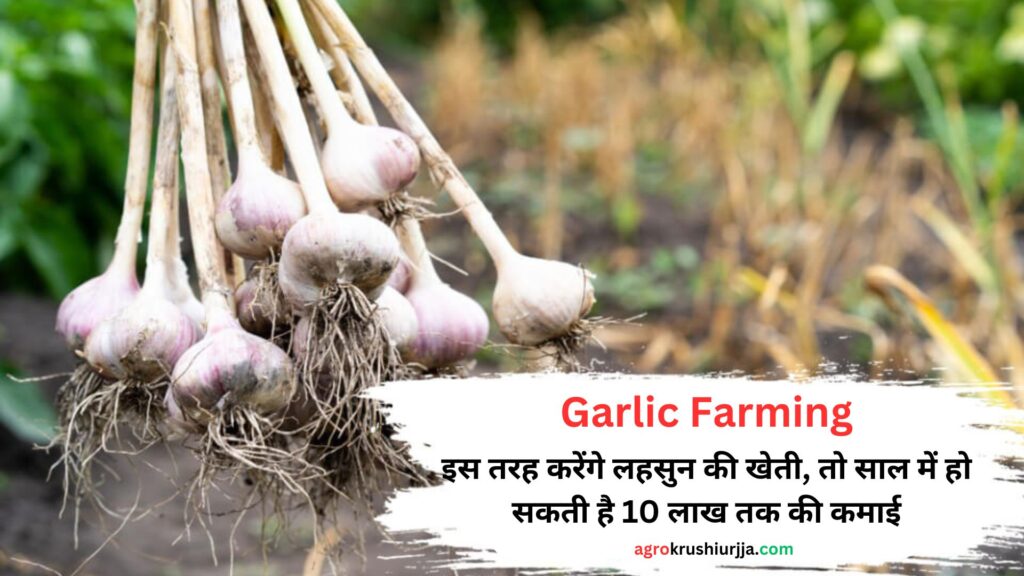 Garlic Farming