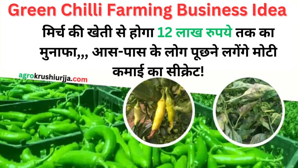 Green Chilli Farming Business Idea