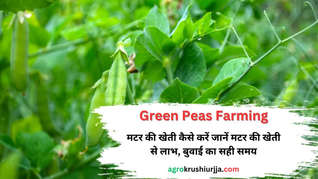 Green Peas Farming