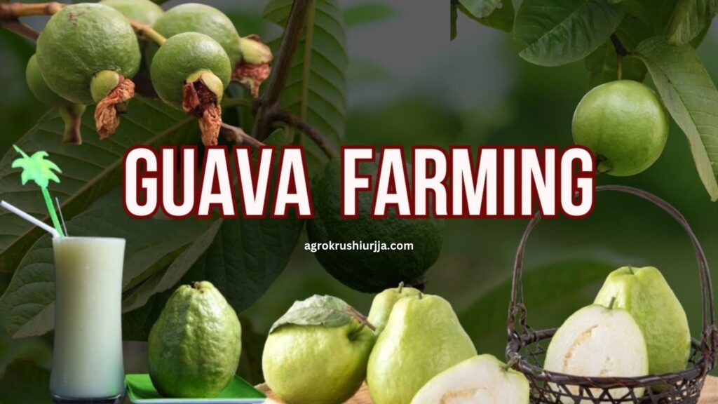 Guava Farming