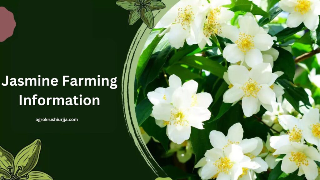 Jasmine Farming Information