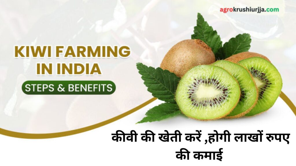 Kiwi Farming In India