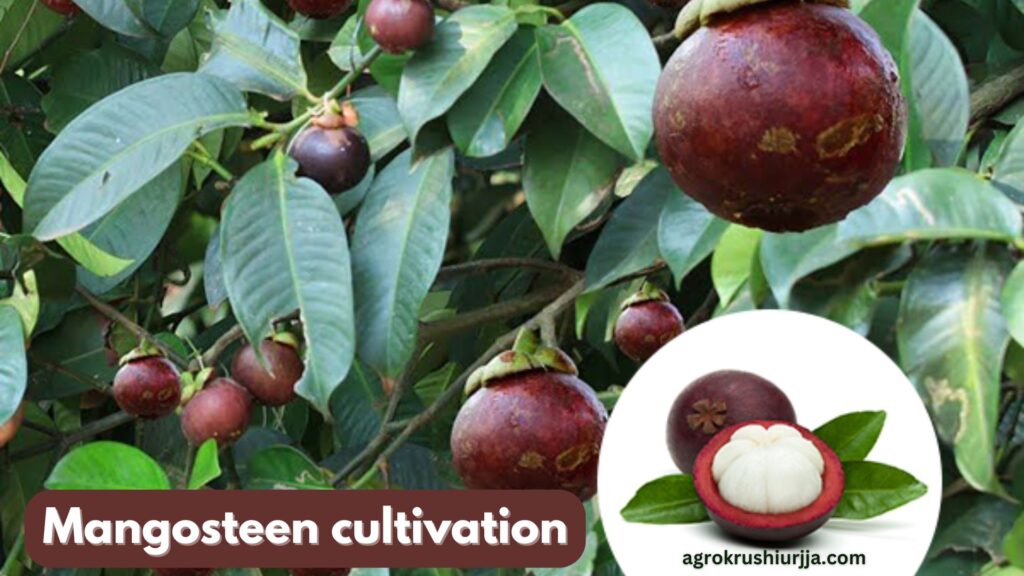 Mangosteen cultivation In India