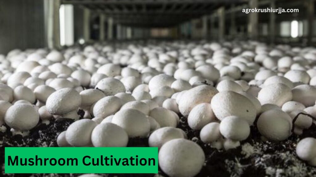 Mushroom Cultivation