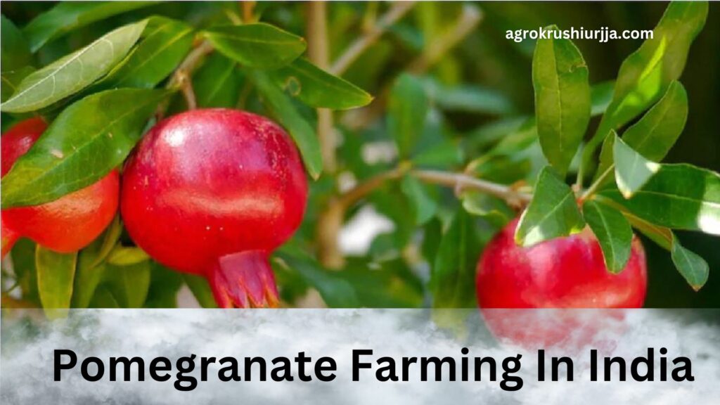 Pomegranate Farming In India