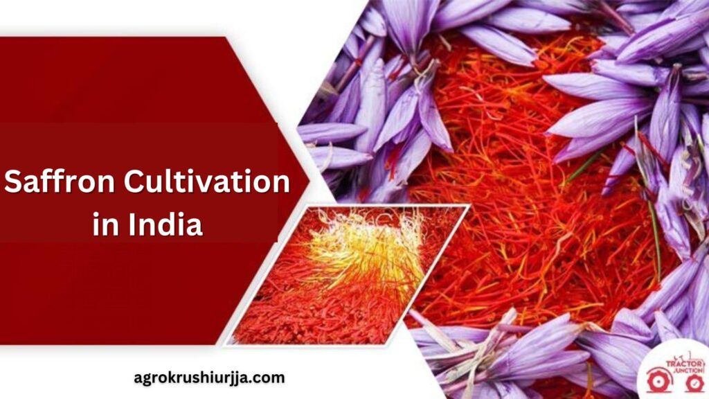 Saffron Cultivation in India (1)