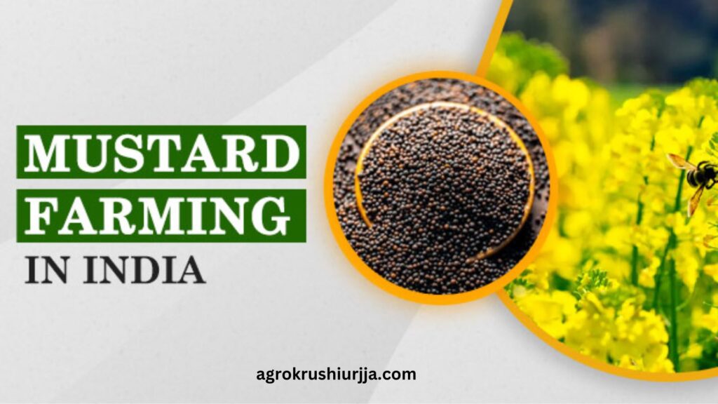 mustard farming