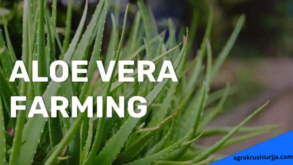 Aloe Vera Cultivation