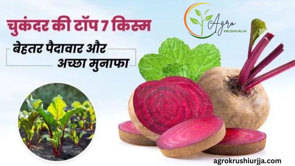 Beetroot Cultivation (1)