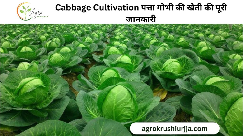 Cabbage Cultivation Information