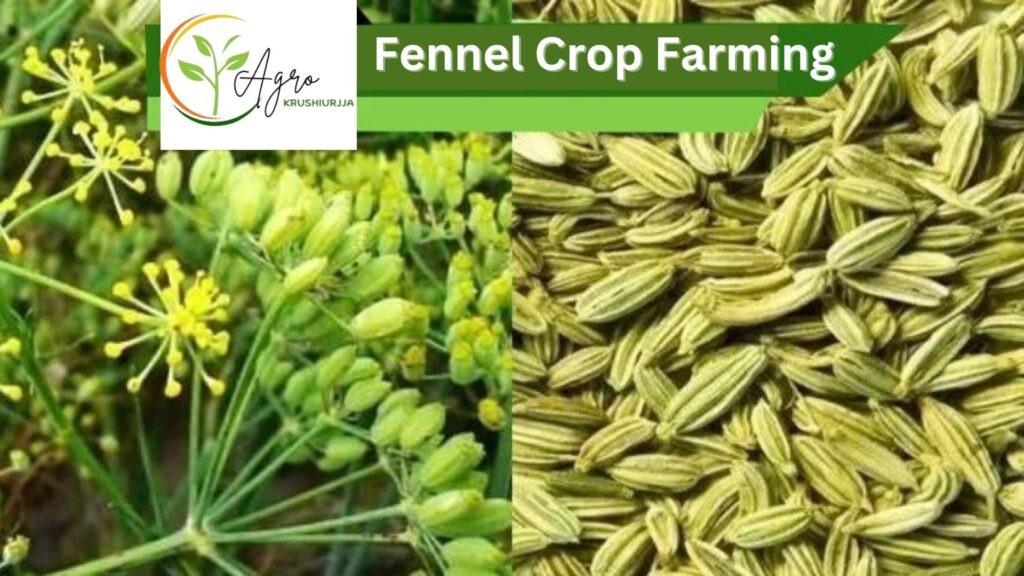 Fennel/ Saunf Crop Farming