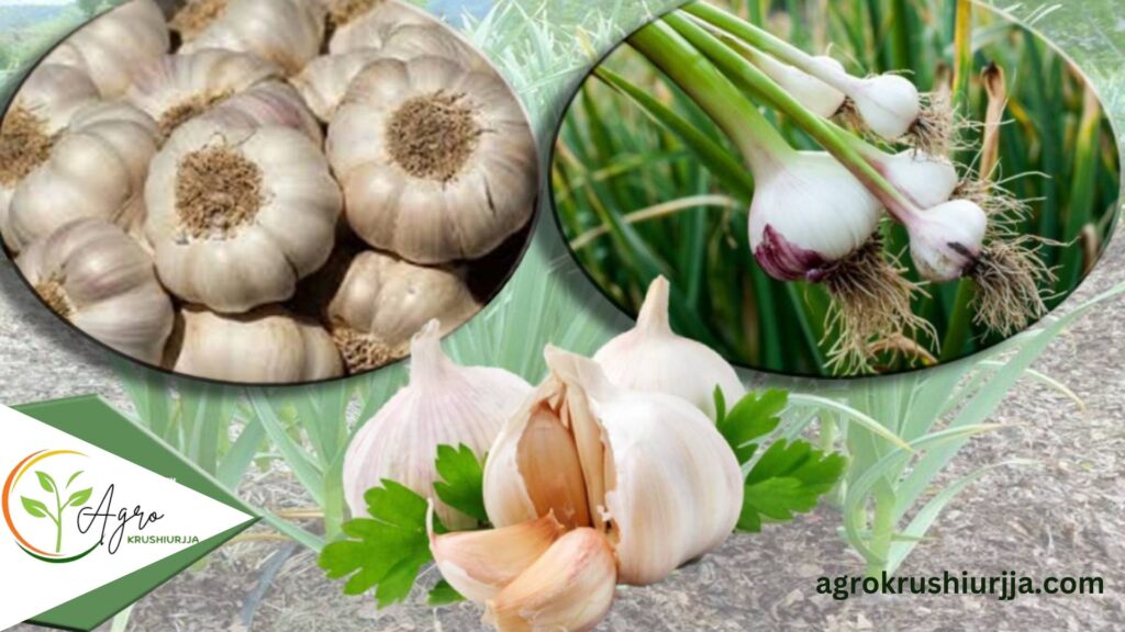 Garlic Farming In India