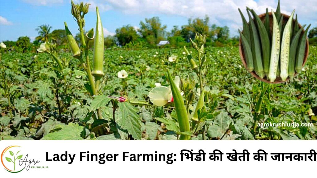 Lady Finger Farming