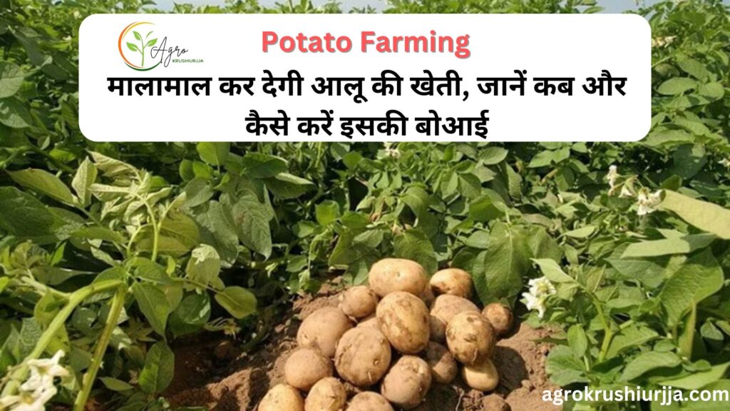 Potato Farming