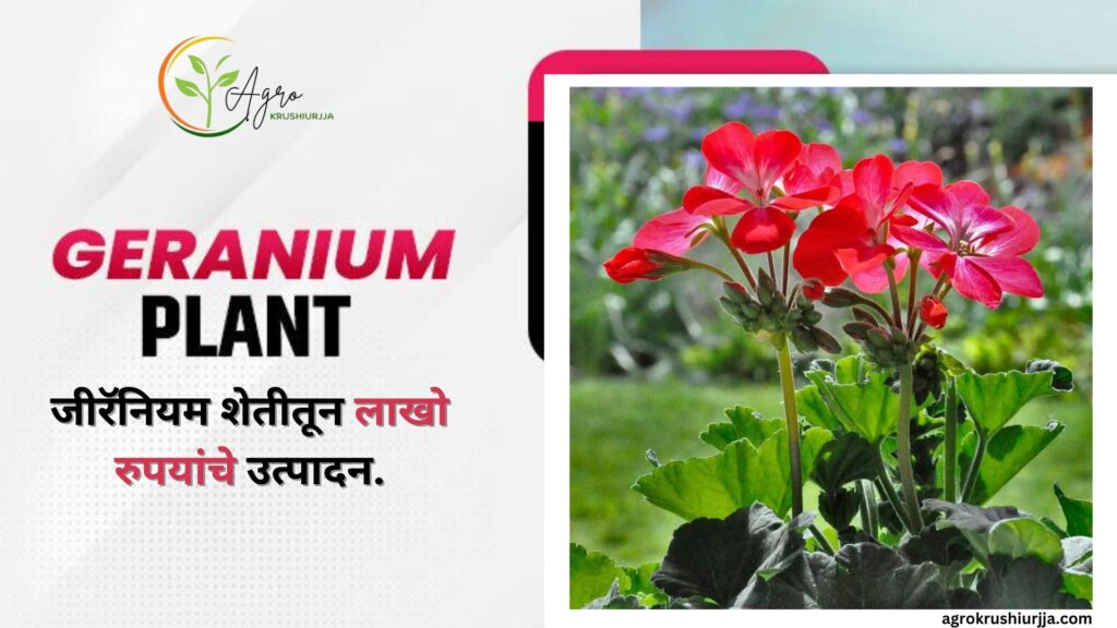 Geranium cultivation