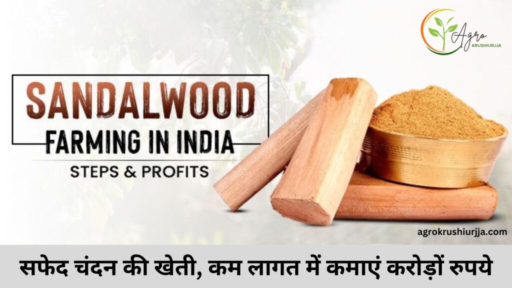 Sandalwood Cultivation