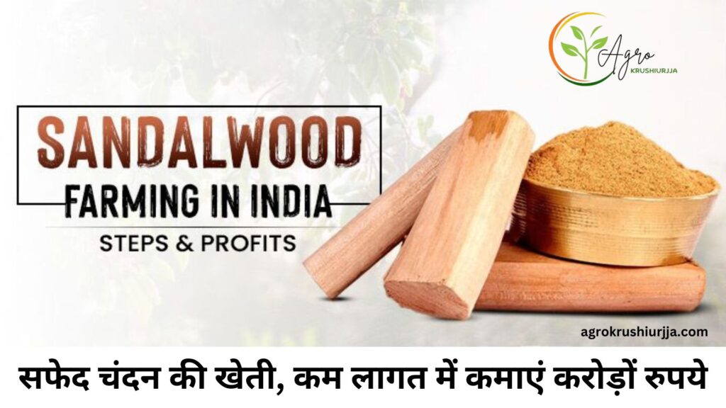 White Sandalwood Cultivation